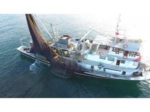 Sinop’ta istavrit bereketi