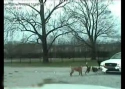 Pitbull tamponu parçaladı - VİDEO