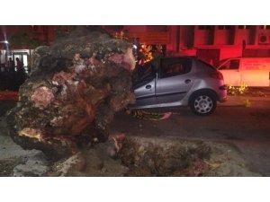 İzmir’de 3 otomobilin üzerine ağaç devrildi