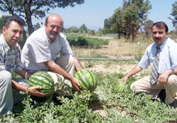 Karpuz üretimi yaygınlaş