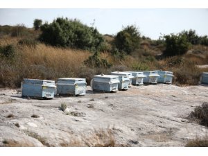 Kovanları çalarken arıların soktuğu genç öldü