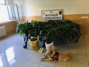 Malatya’da 2 bin 20 kök kenevir ele geçirildi