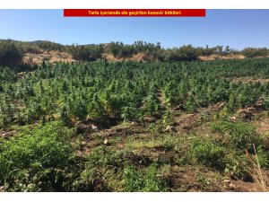 Diyarbakır'da 6 milyon 56 bin 586 kök Hint keneviri ele geçirildi