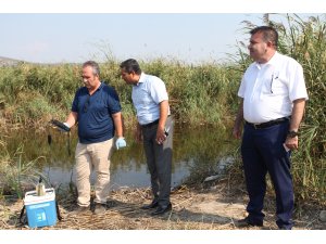Selçuk'taki balık ölümlerinin nedeni araştırılacak