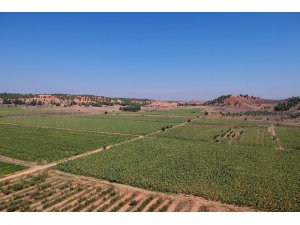 Yerli üretim ayçiçekleri ilk mahsulünü verdi