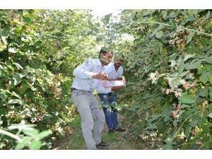 Batman’da devlet destek verdi böğürtlen üretimi tavan yaptı