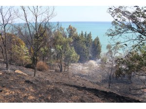 Tekirdağ'da orman yangını