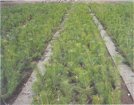 1500 fidan toprakla buluşturuldu