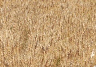 Yunak'ta hububat hasat sezonu başladı