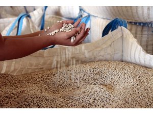 Türkiye’nin 57 şehrine Bitlis’ten fasulye ihraç ediliyor