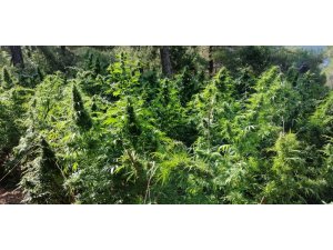 Hatay’da 15 bin kök Hint keneviri bitkisi ele geçirildi