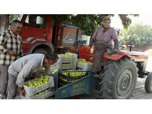 Ödemişli incir üreticileri sezondan umutlu