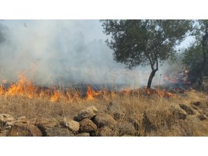 Burhaniye’de makilik alanda çıkan yangın zeytinliklere sıçradı