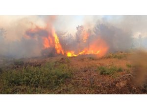 Bursa’daki orman yangınlarının failleri yakalandı