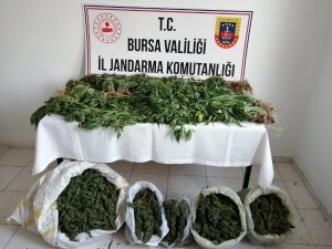Jandarmadan zehir tacirlerine 12 ayrı operasyon: 16 kişi gözaltında