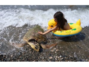 Caretta carettayı çekiçle yaralamışlar