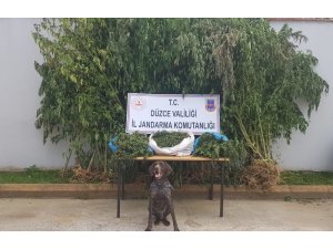 Fındık bahçesinde 8 kilogram esrar ile 58 kök kenevir ele geçirildi