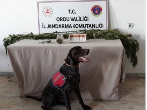 Ordu’da uyuşturucu operasyonları sürüyor