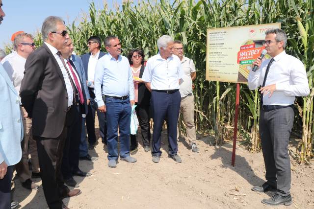 "Yerli ve milli" mısır çeşitleri tanıtıldı