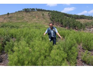 Yanan ormanlık alanlar yeniden yeşeriyor