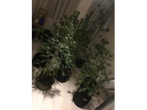 Evini uyuşturucu serasına çeviren şahsa operasyon