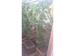 Saksıda ektiği Hint kenevirleri ile yakalandı