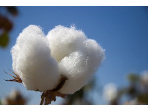 ATB Başkanı Çondur; “Pamuk üretiminin sürdürülebilirliği için önlemlerin alınmasını talep ediyoruz”