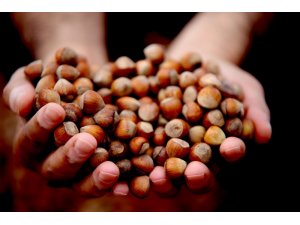 Fındık haftanın son gününde serbest piyasada 14,5 liradan işlem gördü