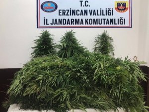 Erzincan’da 82 adet kök kenevir bitkisi ele geçirildi