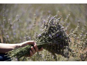 Gümüşhane artık lavanta kokuyor