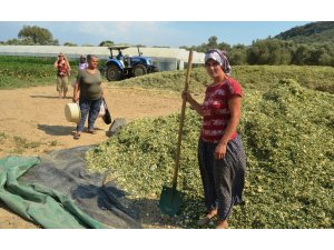 Çiftçiler kışlık kaba yem hazırlıklarına başladı