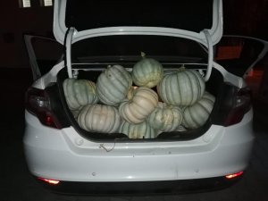 Jandarmadan "bal" gibi operasyon