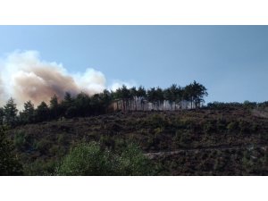 Bursa’da orman yangını