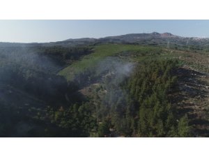 Bursa’da orman yangını 20 dönüm alanı kül etti