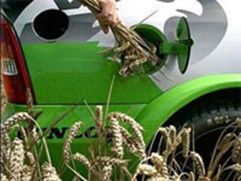 Petrolün en büyük alternatifi bu ot olacak