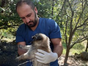 Aracın çarptığı yavru köpek kurtarılamadı