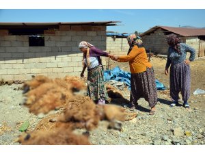 Hatay’da ahıra giren kurtlar koyunları telef etti