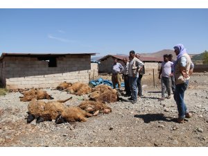 Kurtların saldırdığı 15 koyun telef oldu