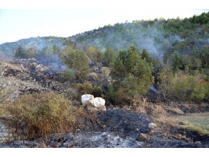 Sigara izmariti 5 dönümlük ormanı kül etti