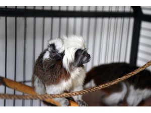 Sincan Hayvanat Bahçesi'nin yeni sakinleri dünyaya gözlerini açtı