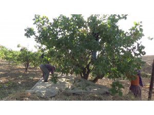 ‘Yeşil altında’ yılın ilk hasadı başladı