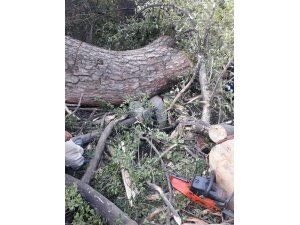 Kestiği ağacın altında kalarak hayatını kaybetti