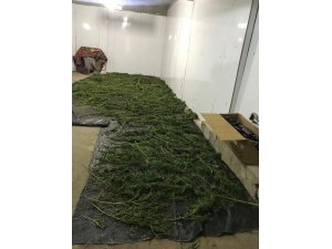 Manisa’da 23 kilo esrar ele geçirildi