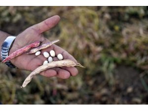 Köse’de kuru fasulye hasadı başladı