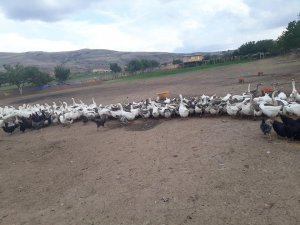 Kütahya’da kaz üreticiliği hızla artıyor