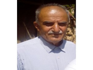 Palamut topladığı ağaçtan düşerek öldü