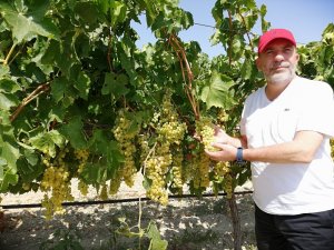 Ziraat Odası Başkanı Cem Yalvaç: “Açığa üzüm dökmeyelim”