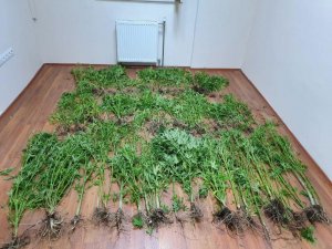 Bitlis’ta uyuşturucu operasyonu