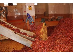 İsot ve salçanın acı serüveni