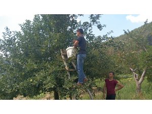 1600 rakımlı yaylada elma hasadı başladı